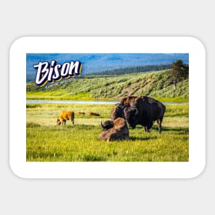 Bison at Yellowstone Sticker